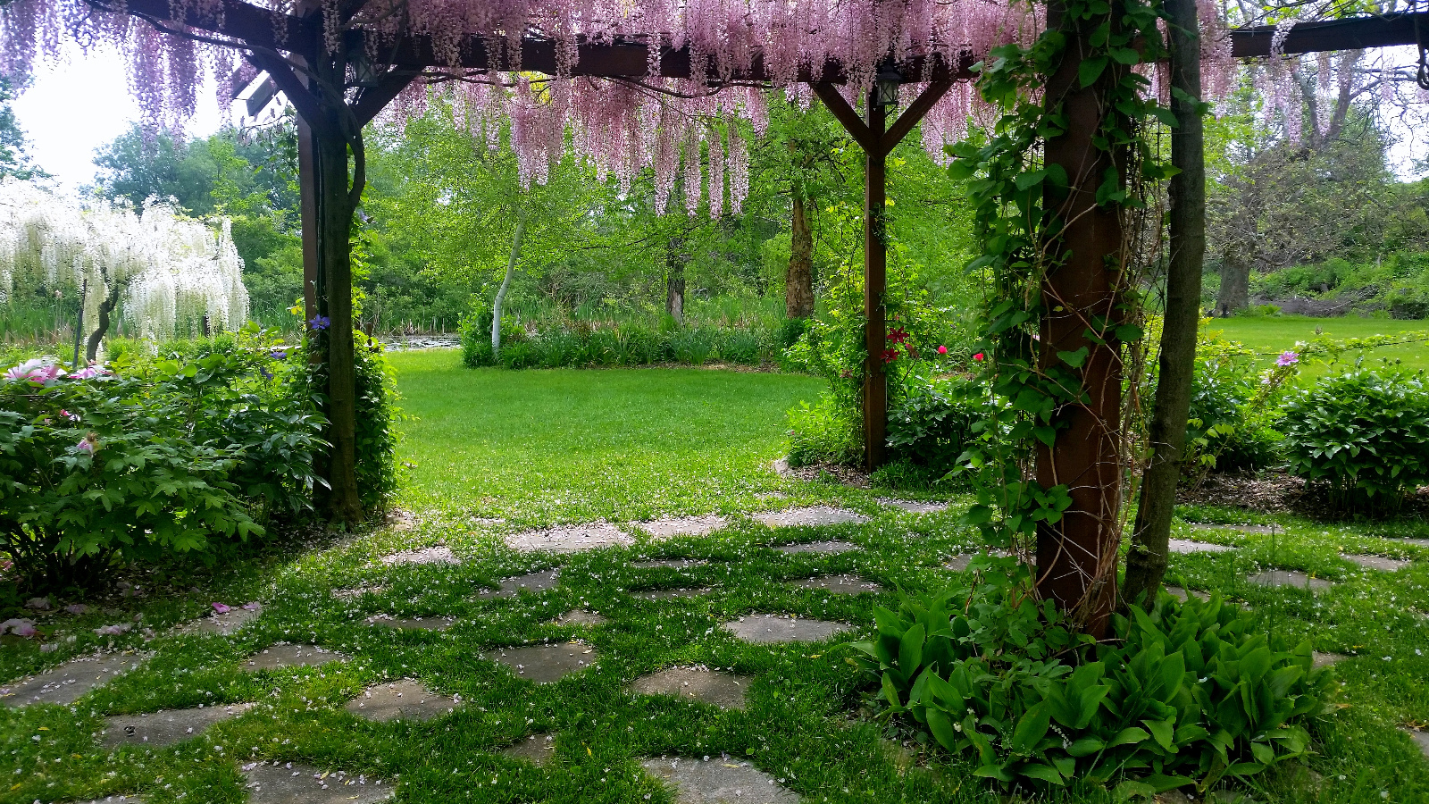 PINK WISTERIA ABOVE DROPPING FLOWER PETALS